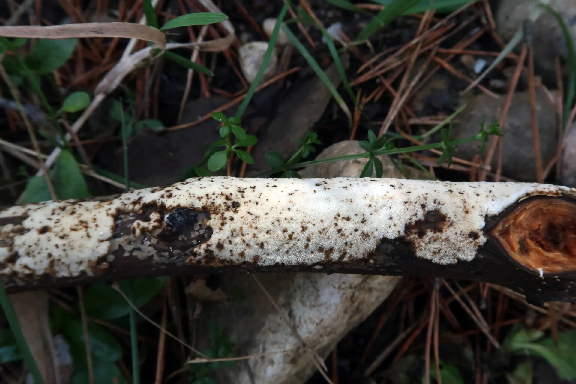 Oxyporus corticola - 1 - IMG_8275